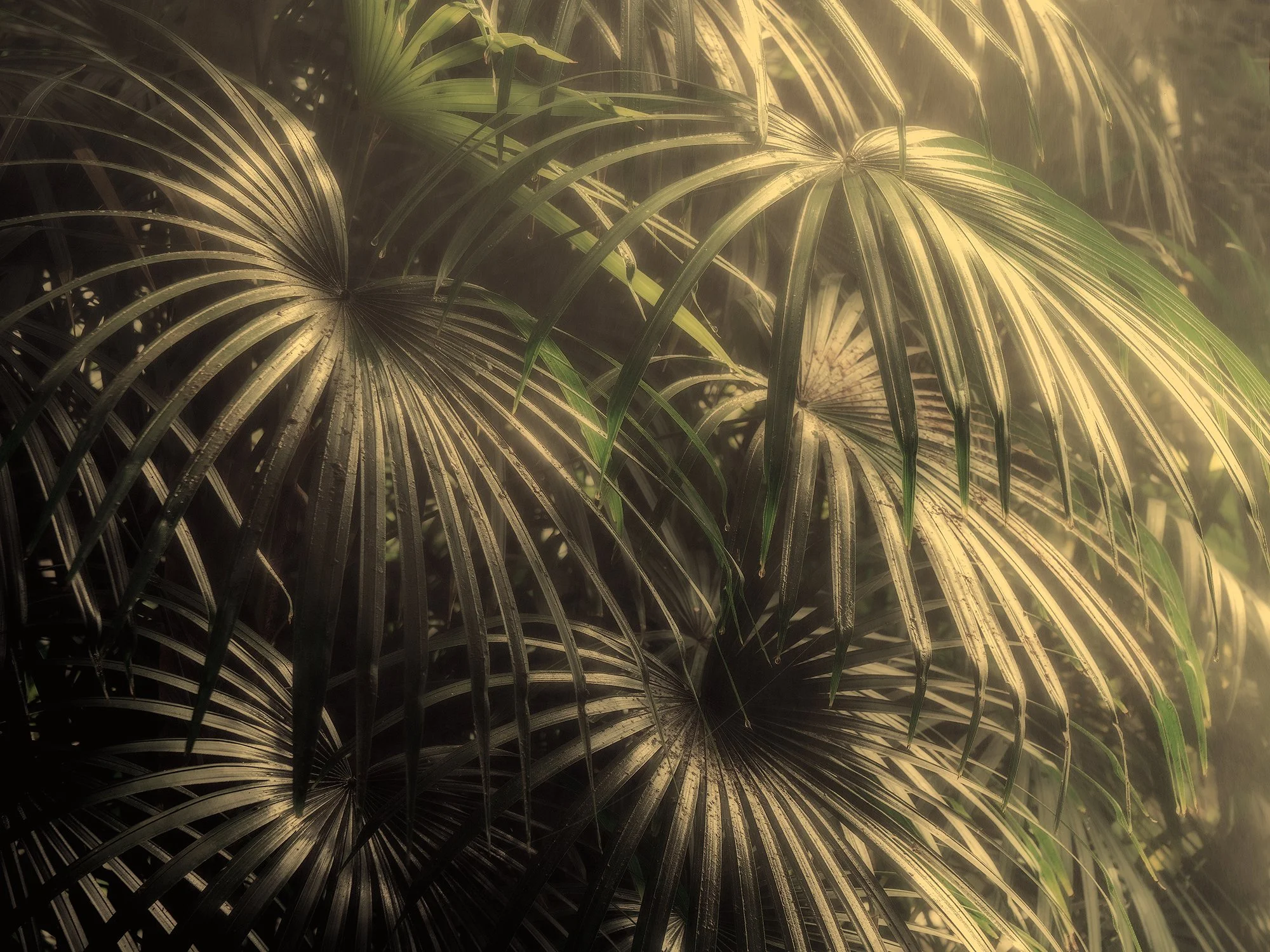 010n_Mist_Rain-forest_LG91003_©AndySotiriou2020.jpg