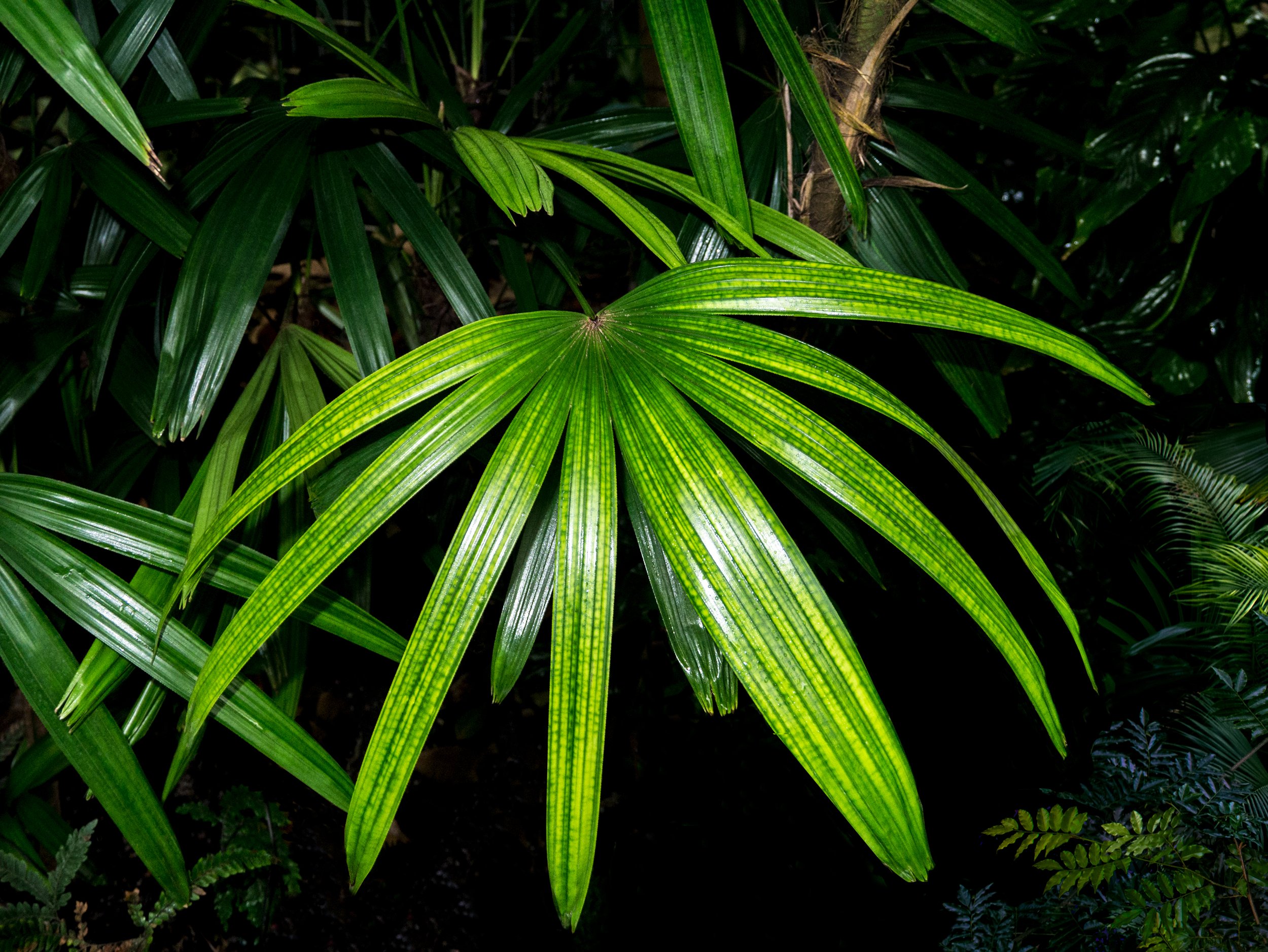 020n_Lady-Palm_Rhapis-Excelsa_1090841_©AndySotiriou2019.jpg
