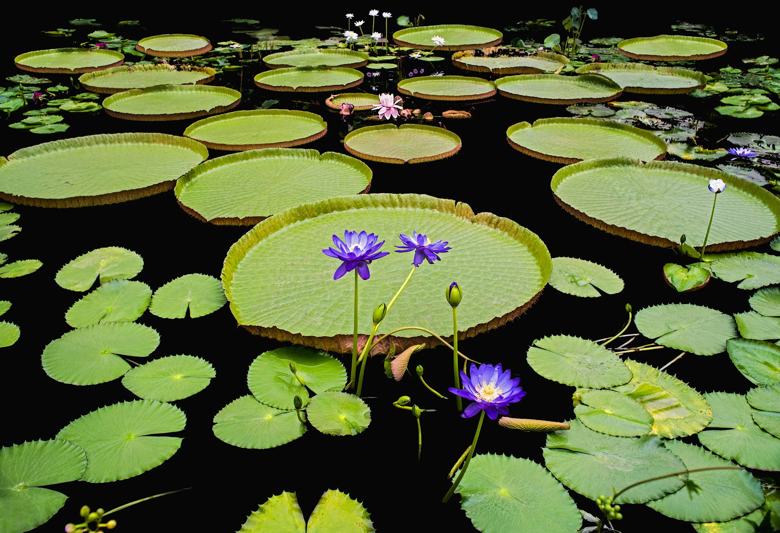 040n_Victoria-amazonica-(giant-waterlily)_©AndySotiriou2017.jpg