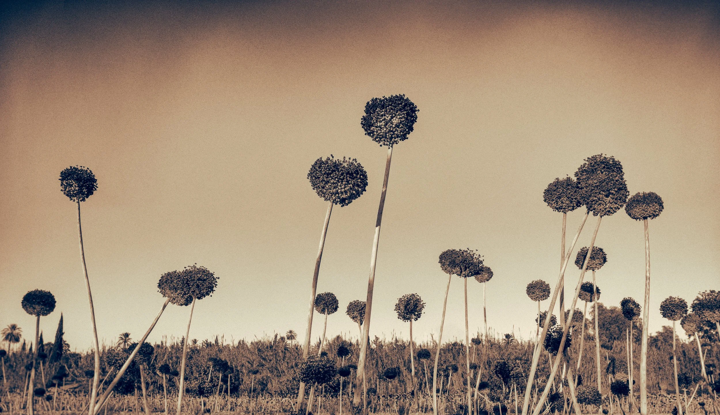 060n_Garlic trees_LG92005_wdp_©AndySotiriou2020.jpg