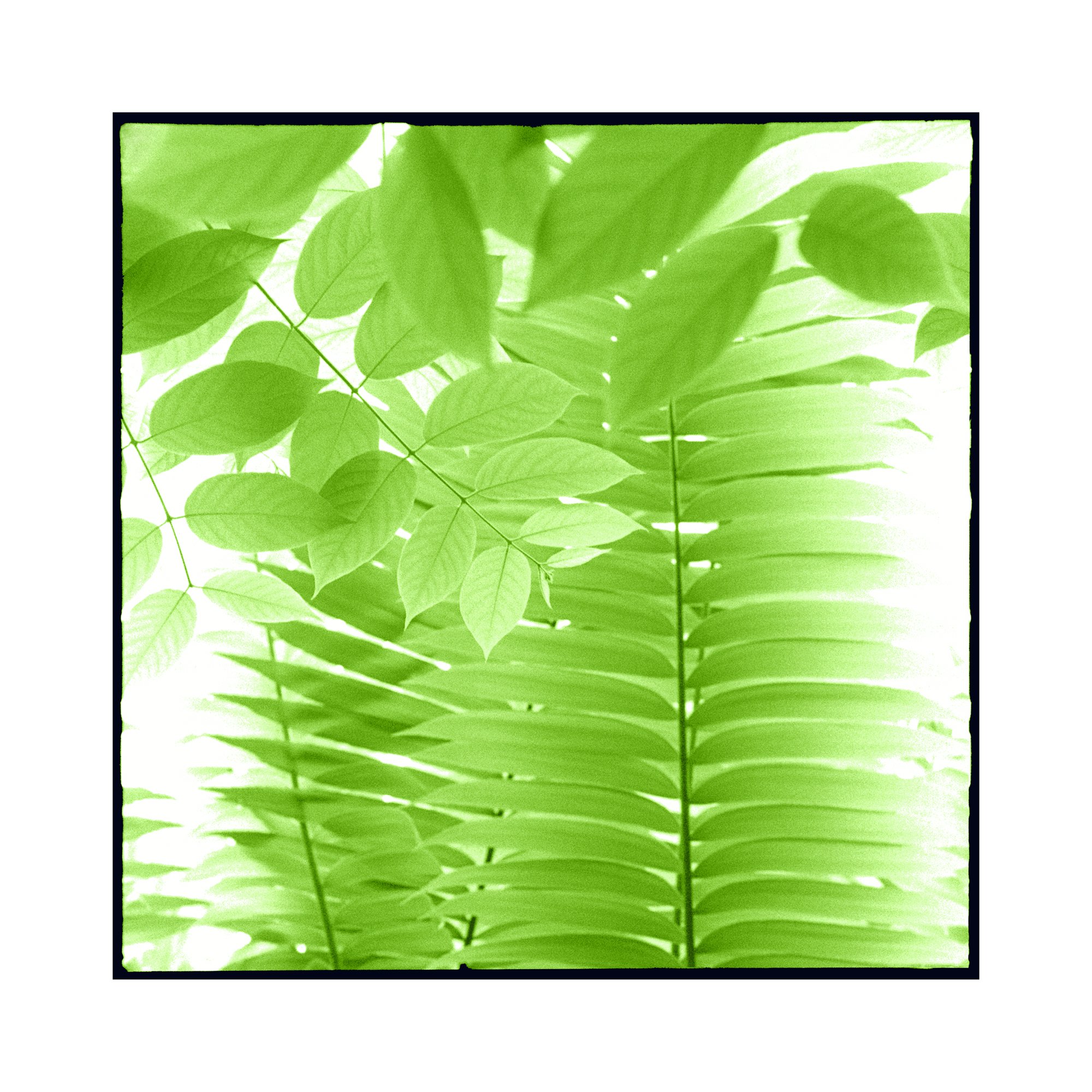 130n_Fronds_&_leaves_©AndySotiriou2000.jpg