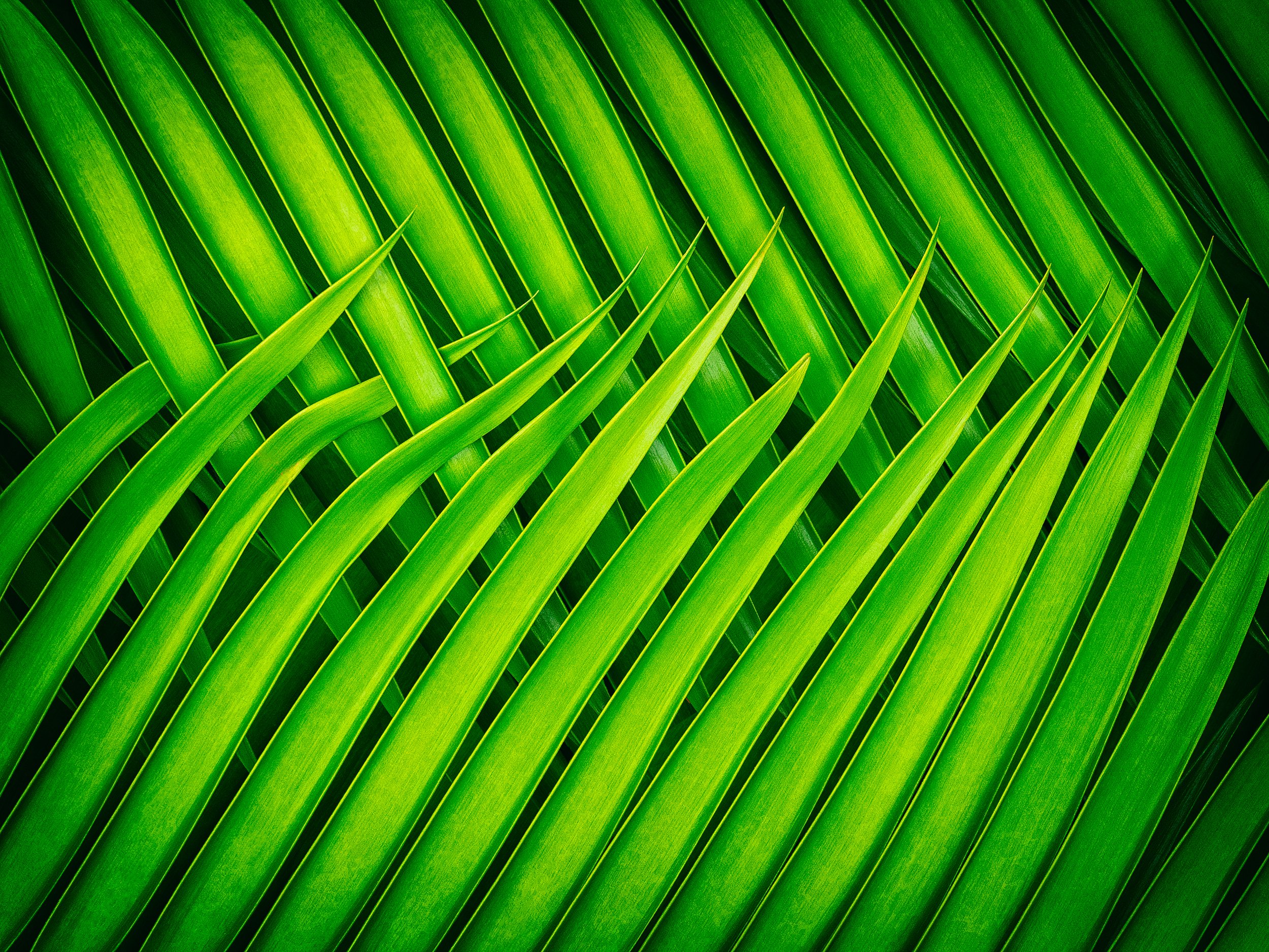 150n_Encephalartos trispinosus_LG94477_©AndySotiriou2021.jpg