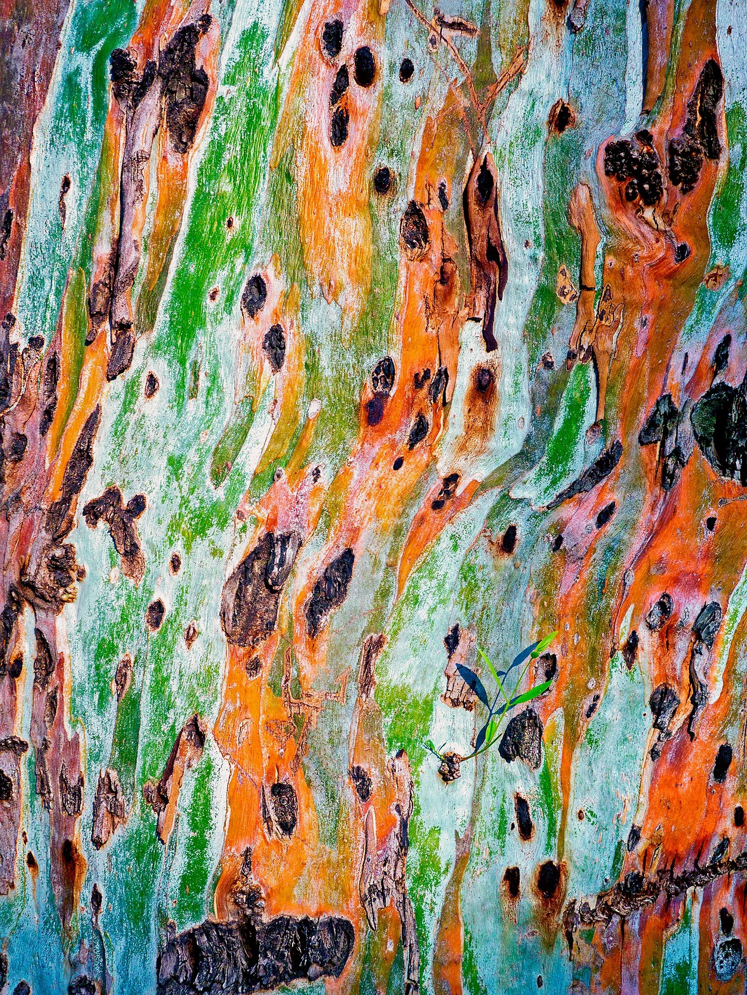 190n_Eucalyptus-tree-bark_©AndySotiriou2015.jpg
