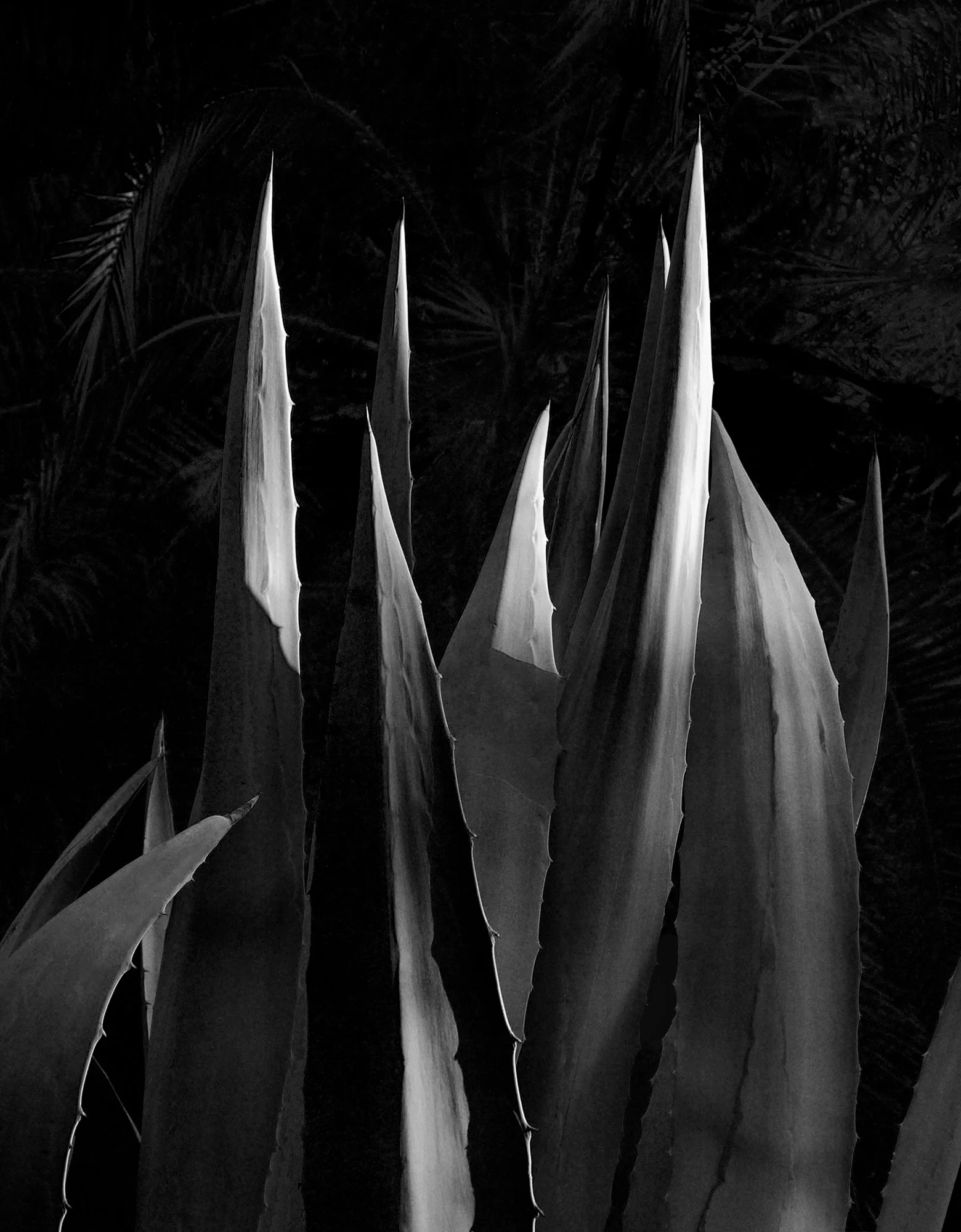 220n_Agave-Americana_P0518_©AndySotiriou2016.jpg