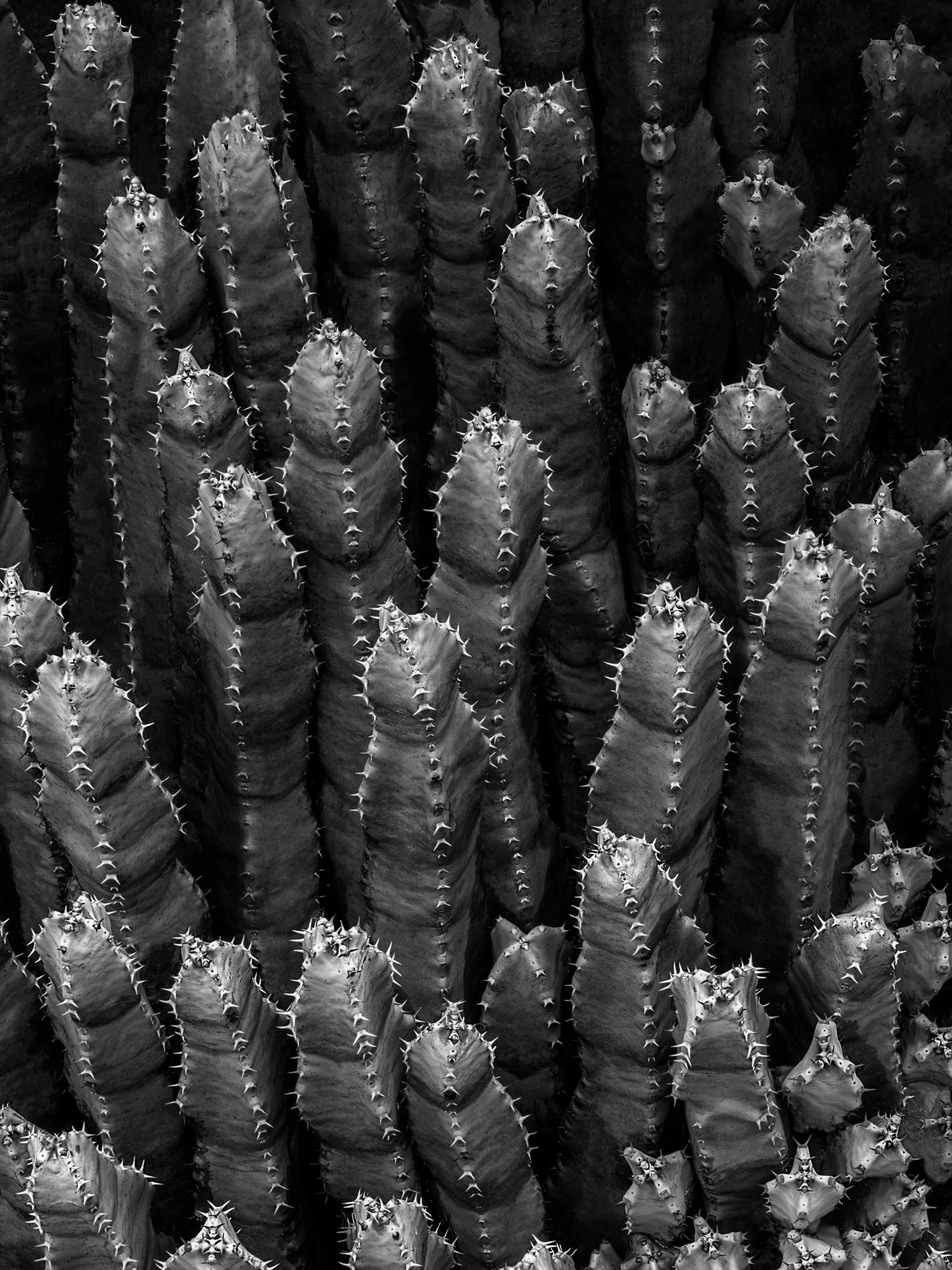 235_Cactus_LG94529_©AndySotiriou2021_se001.jpg