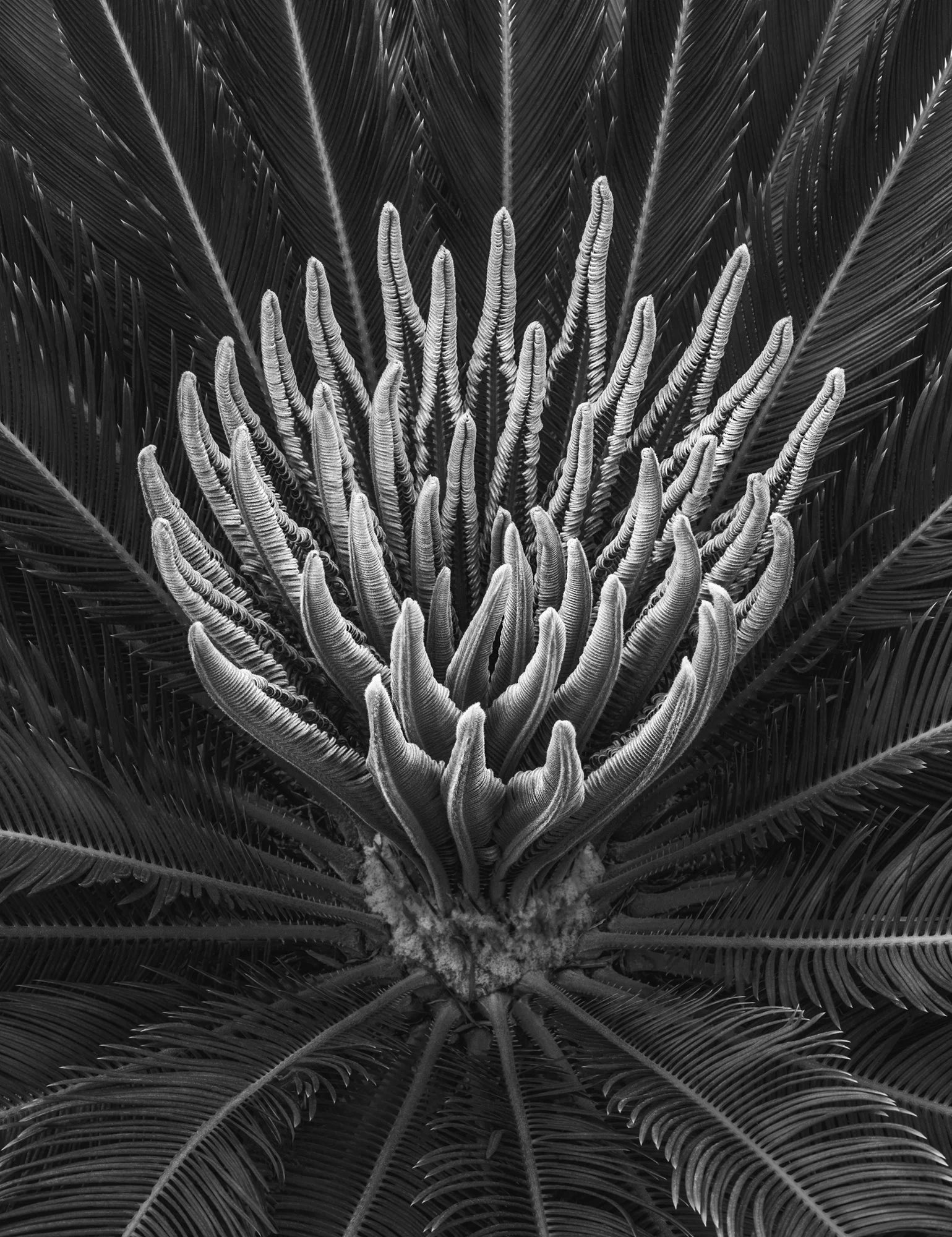 240n_Cycad_DSC4130_©AndySotiriou2018.jpg