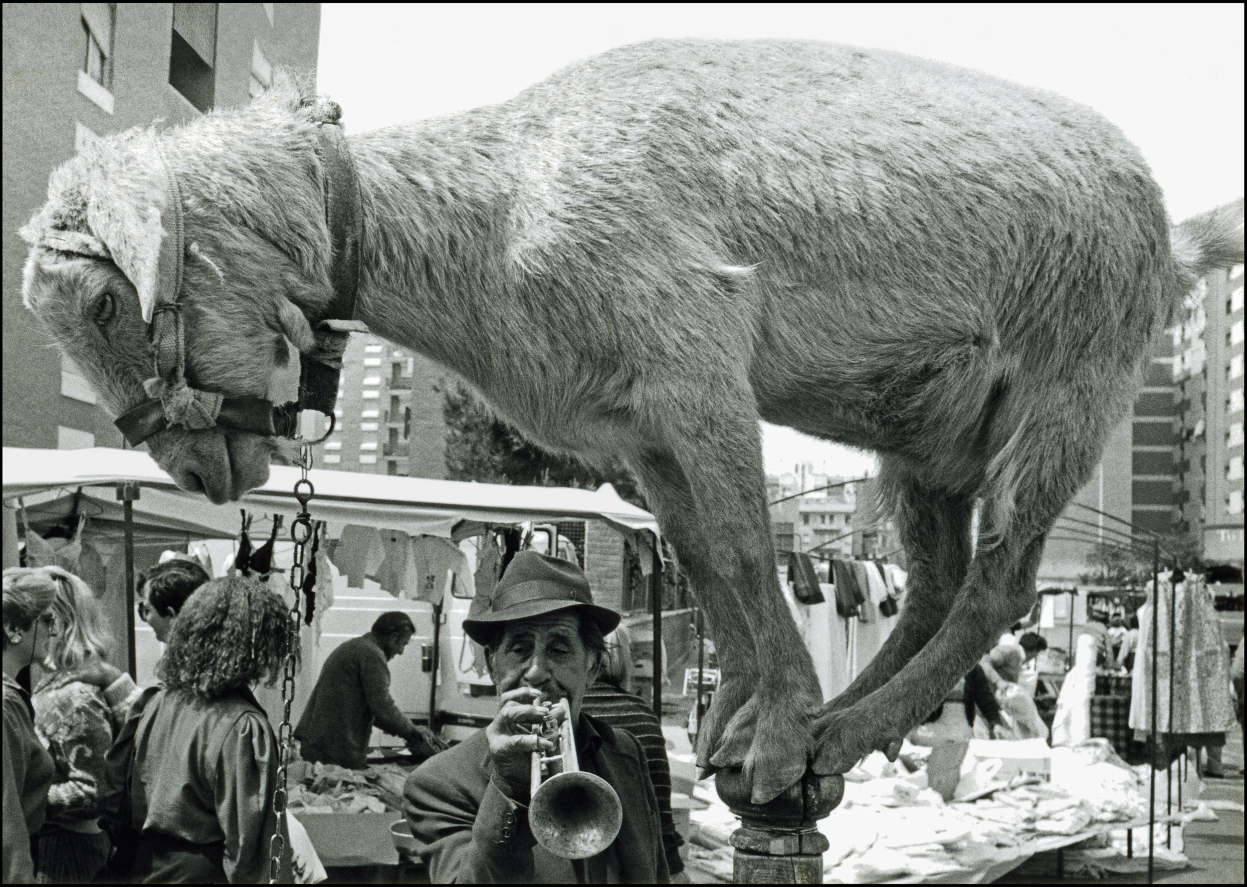 070_Performing-goat_Murcia_1987_show_time_©Andy_Sotiriou2020.jpg