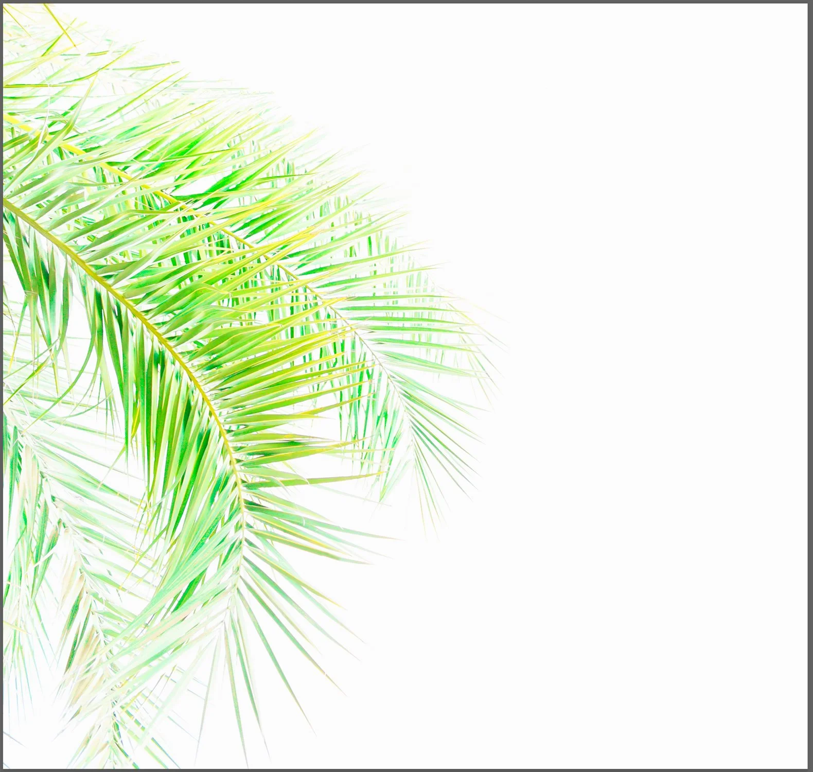 182_Palms #04_DSC0926_©AndySotiriou2021.jpg