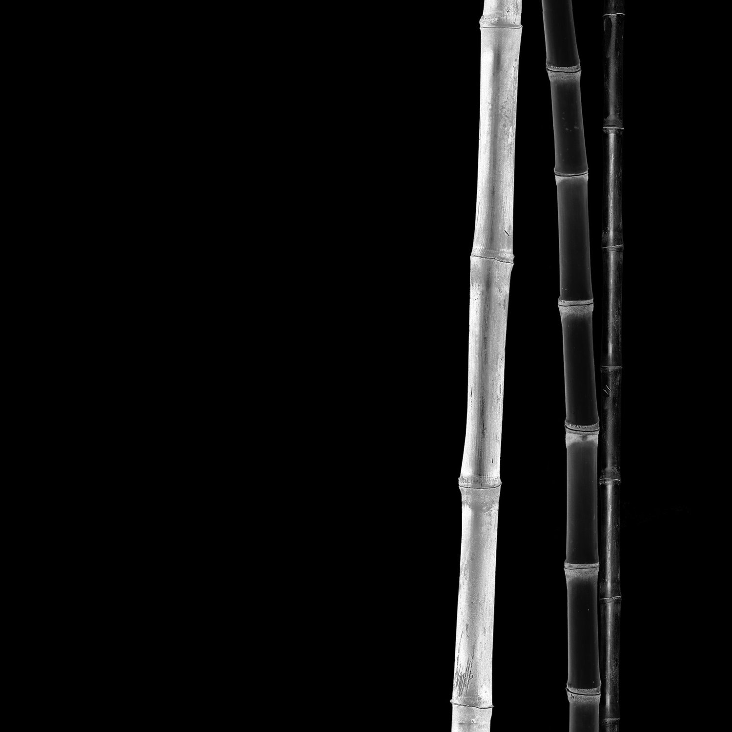 113_Bamboo-still-life_2_0722_©AndySotiriou2022.jpg