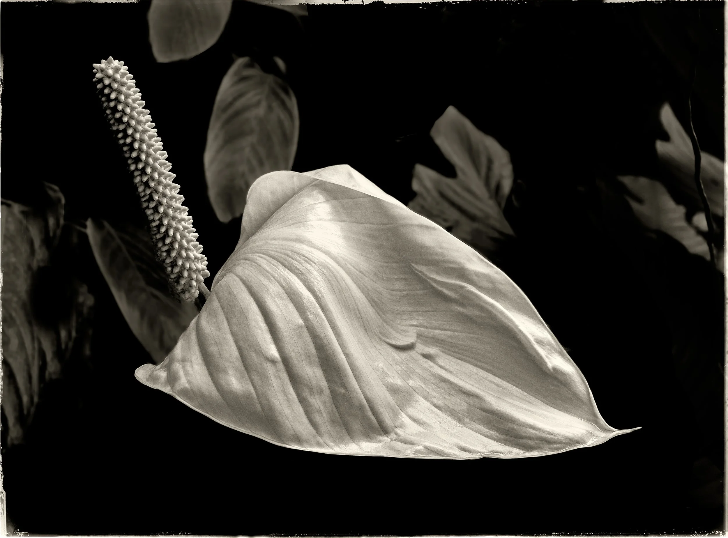 069_Peace Lily_Spathiphyllum-wallisii_LG94494_©AndySotiriou2021.jpg