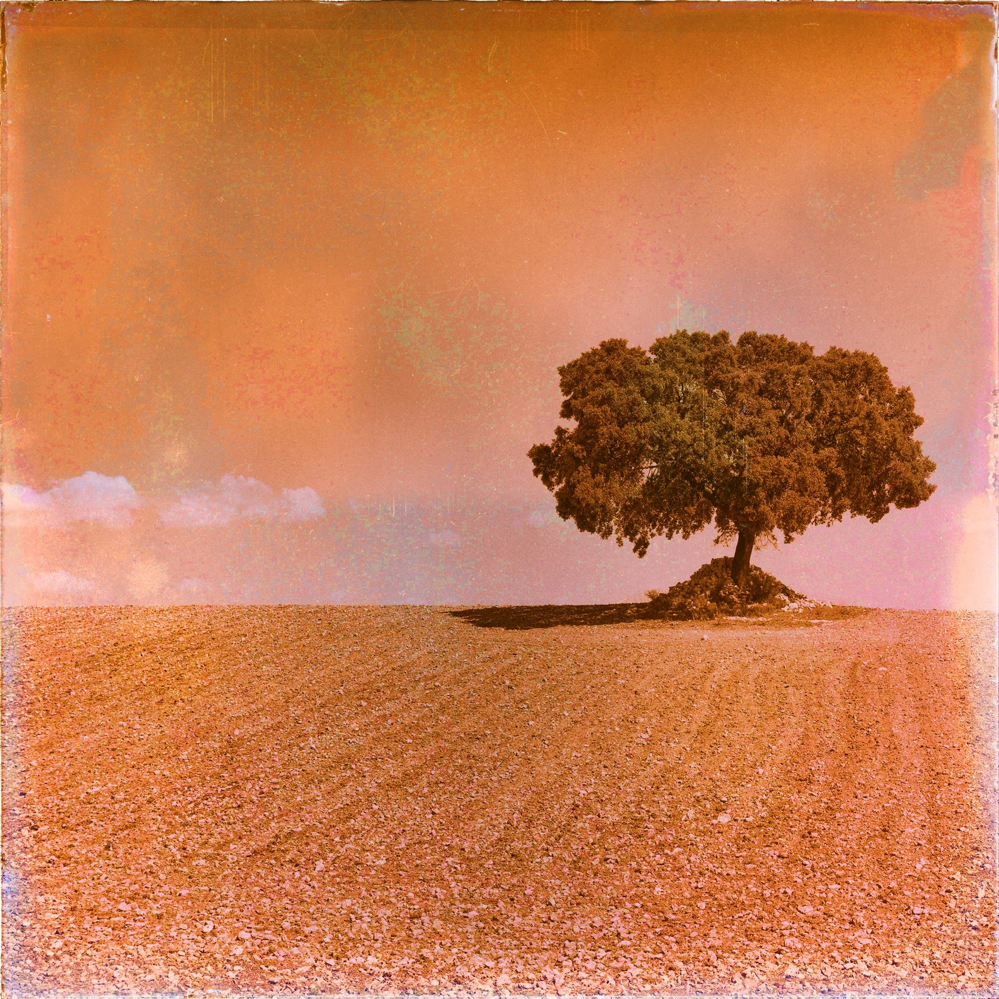200_La-Mancha_tree_8213_30x30_v2.jpg