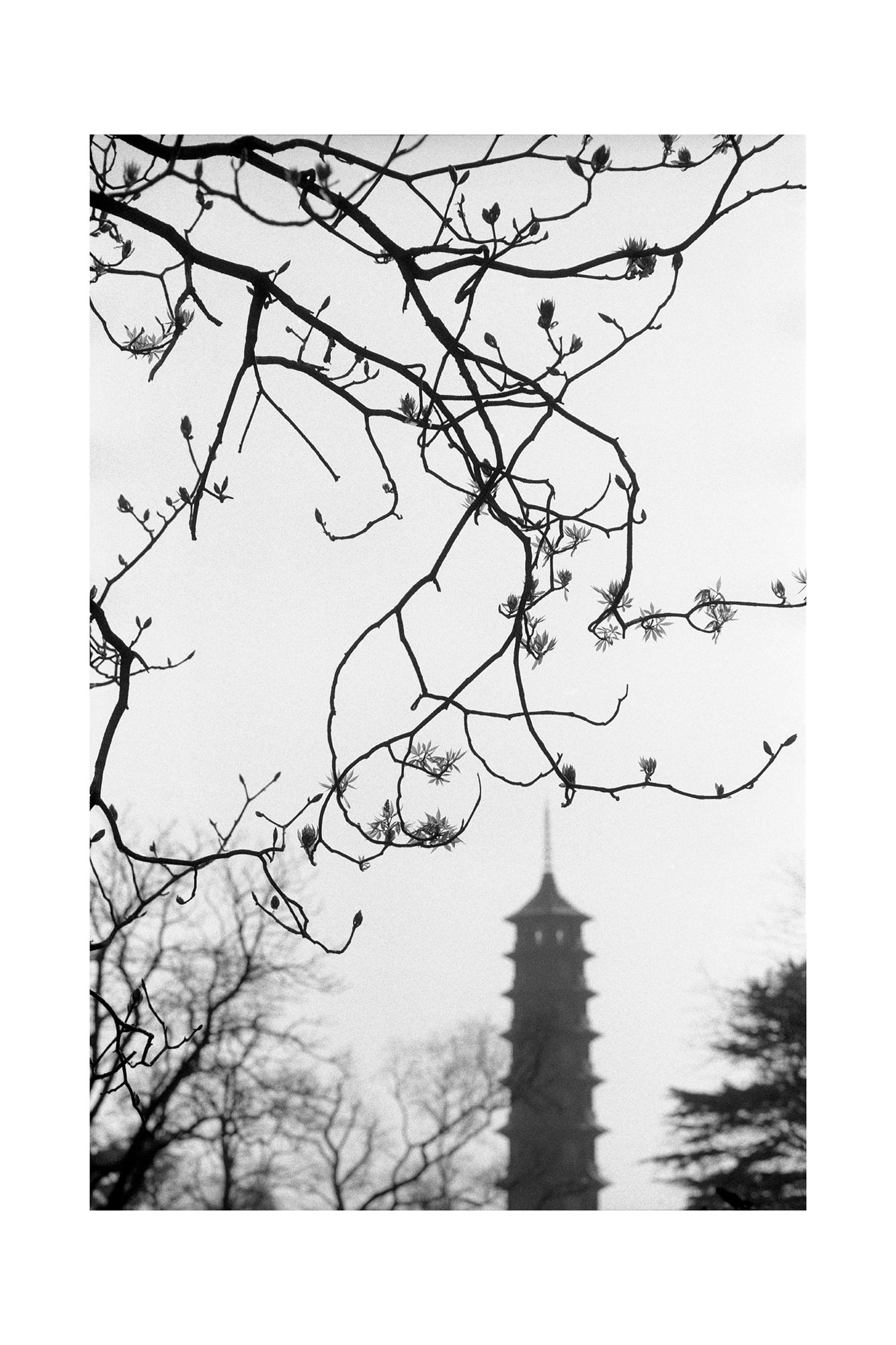065_ROLL85_Kew_Pagoda_#01_1991_neg13_©AndySotiriou2023.jpg