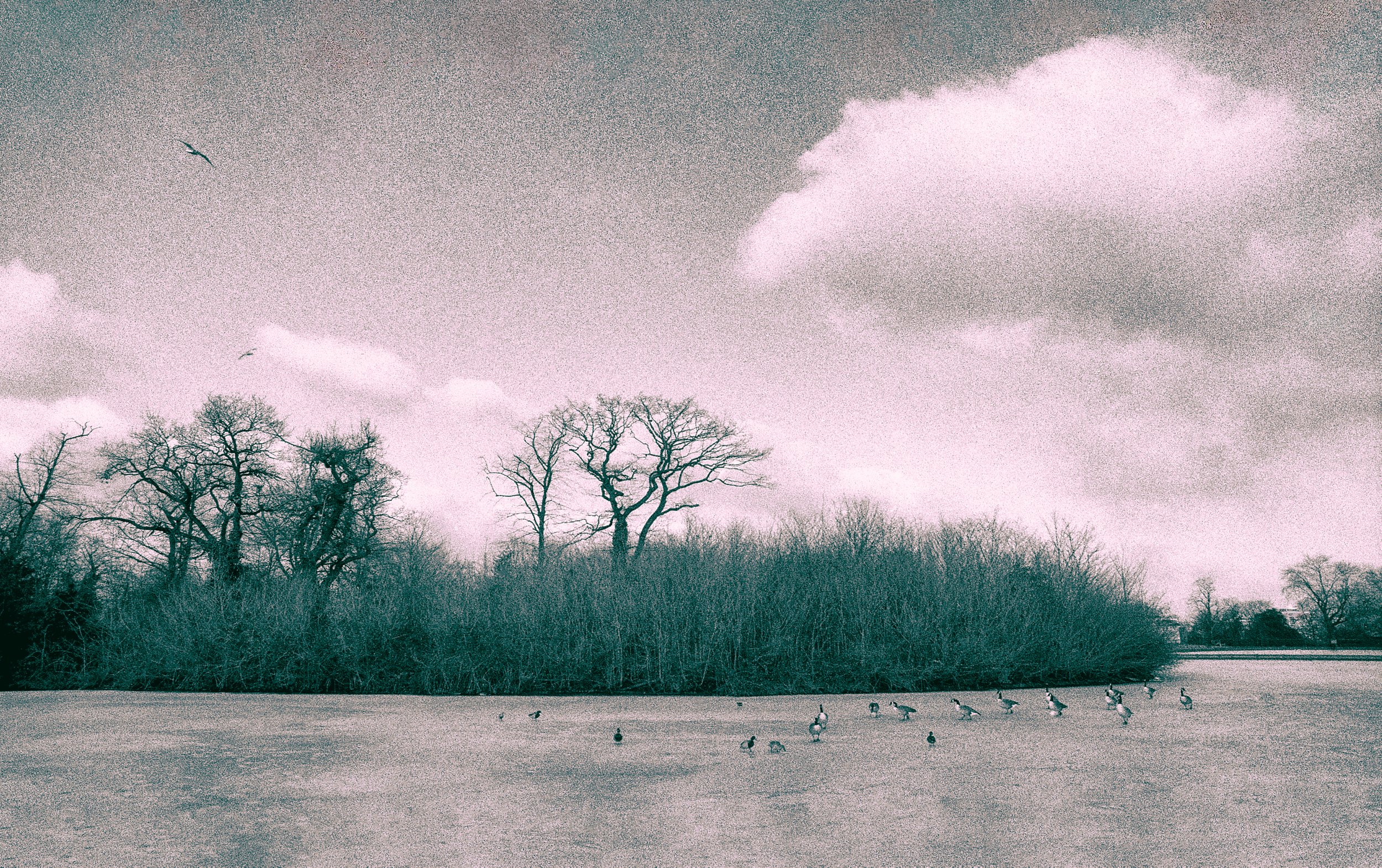 180_ROLL85_Frozen-Pond_#02_Finsbury-Park_neg05_cc4_©AndySotiriou2023.jpg