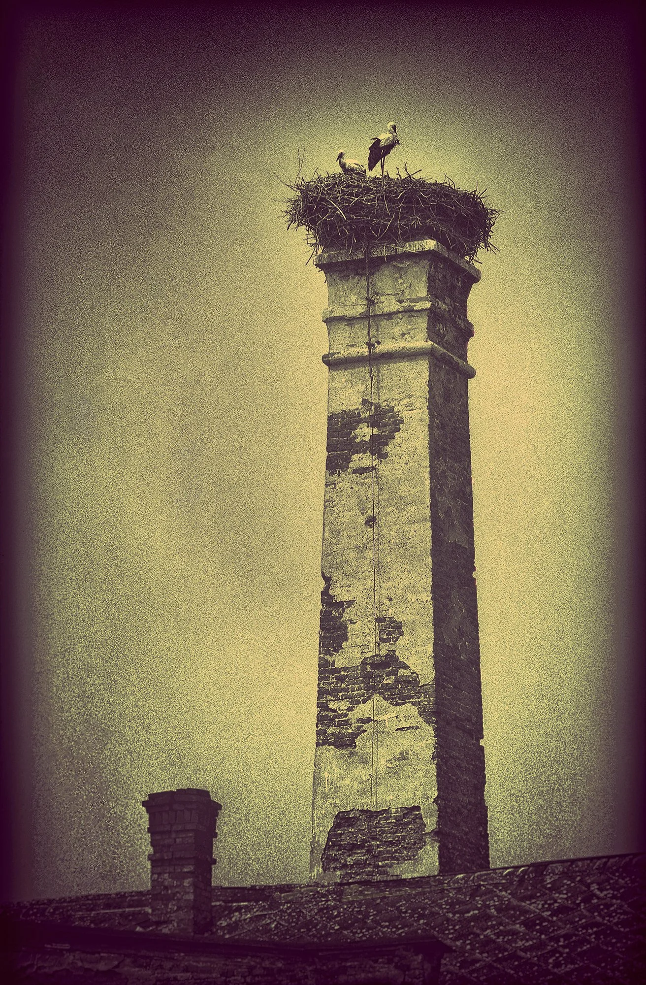 145n_Nido de cigüeñas_Slovakia_ROLL59_neg10_hdr14v2_AndySotiriou2023.jpg