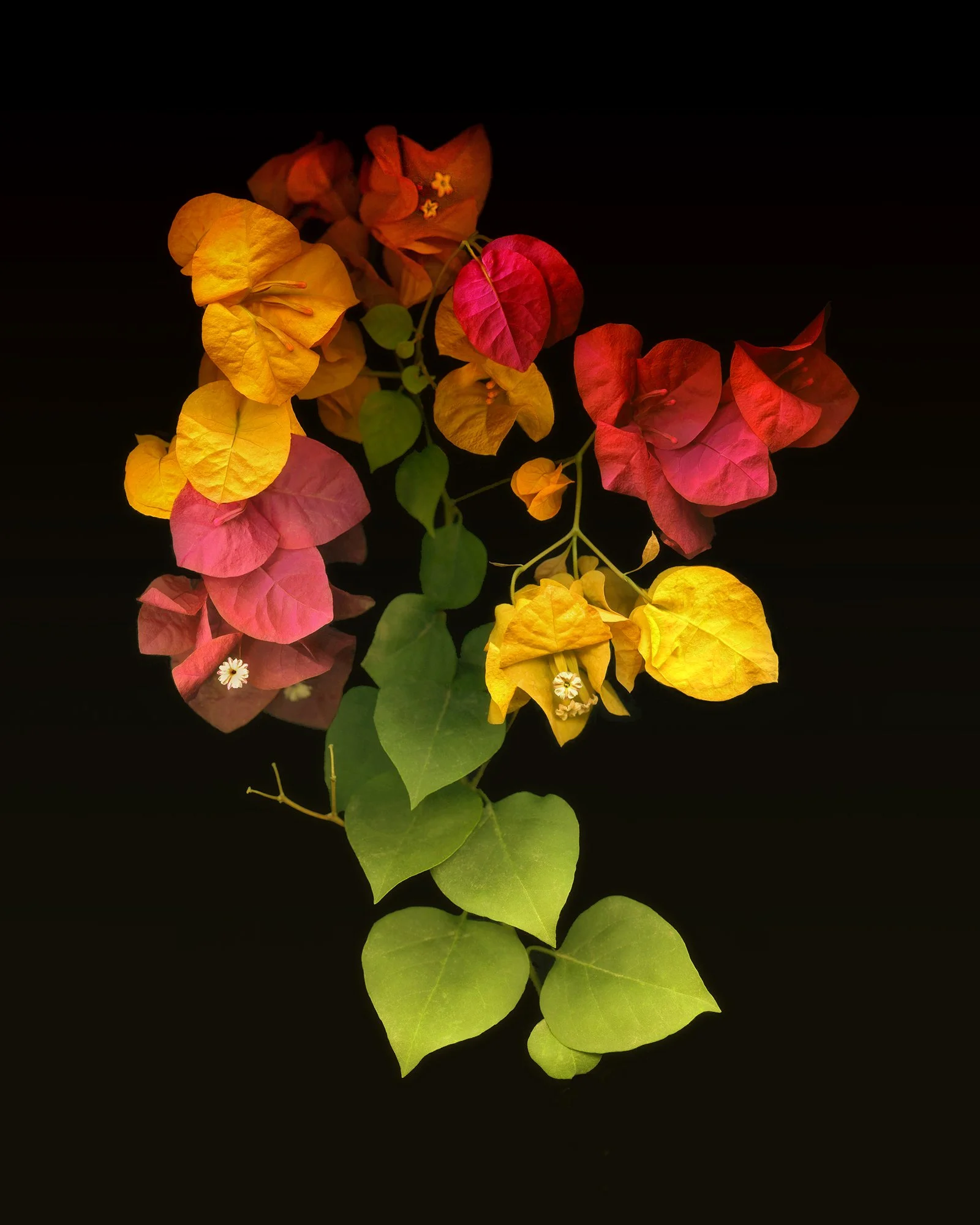 125_Bouganvilla-flowering_©AndySotiriou2020.jpg