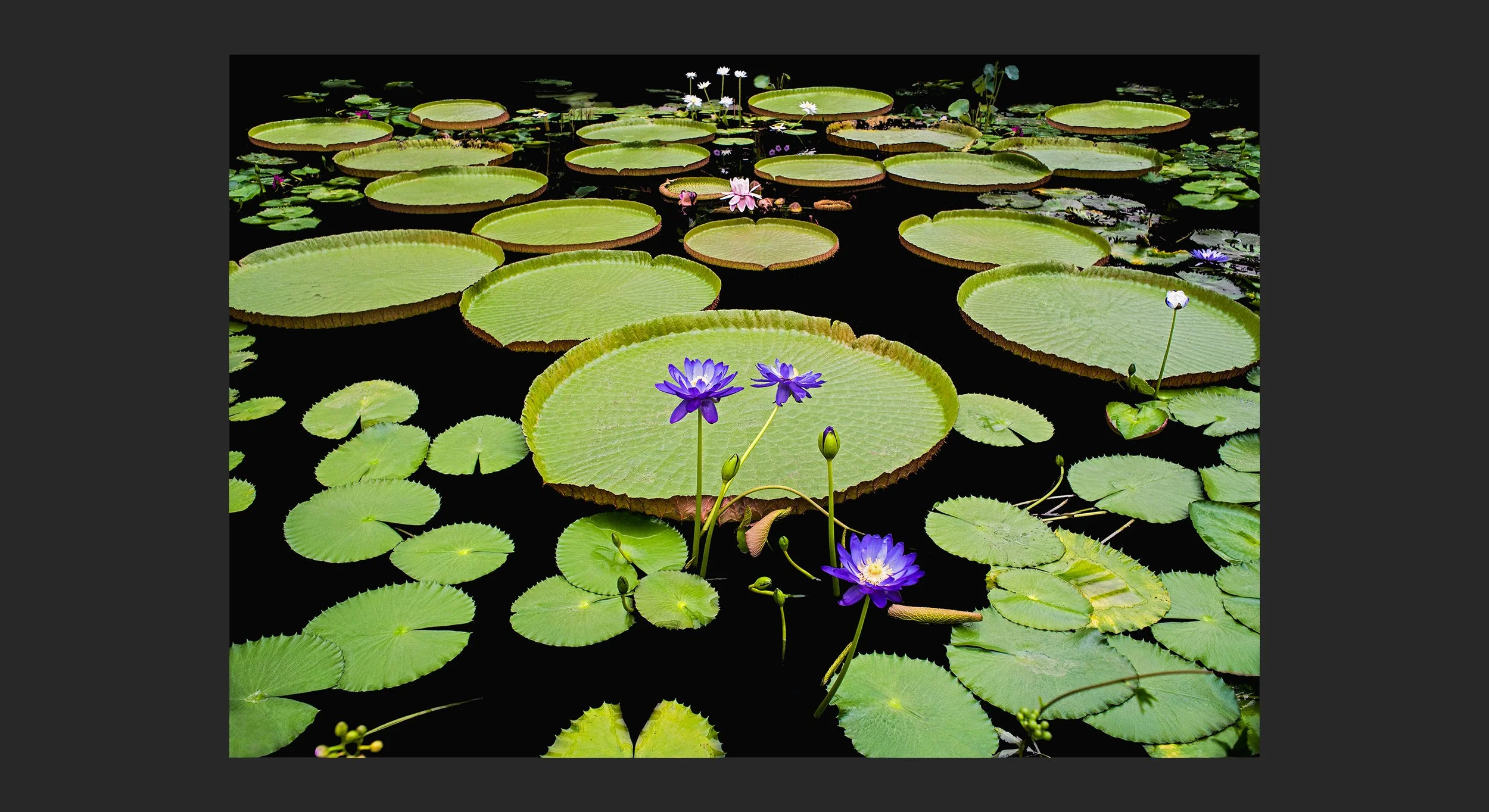 __107_Victoria-amazonica-(giant-waterlily)_0641_©AndySotiriou2015_ss.jpg