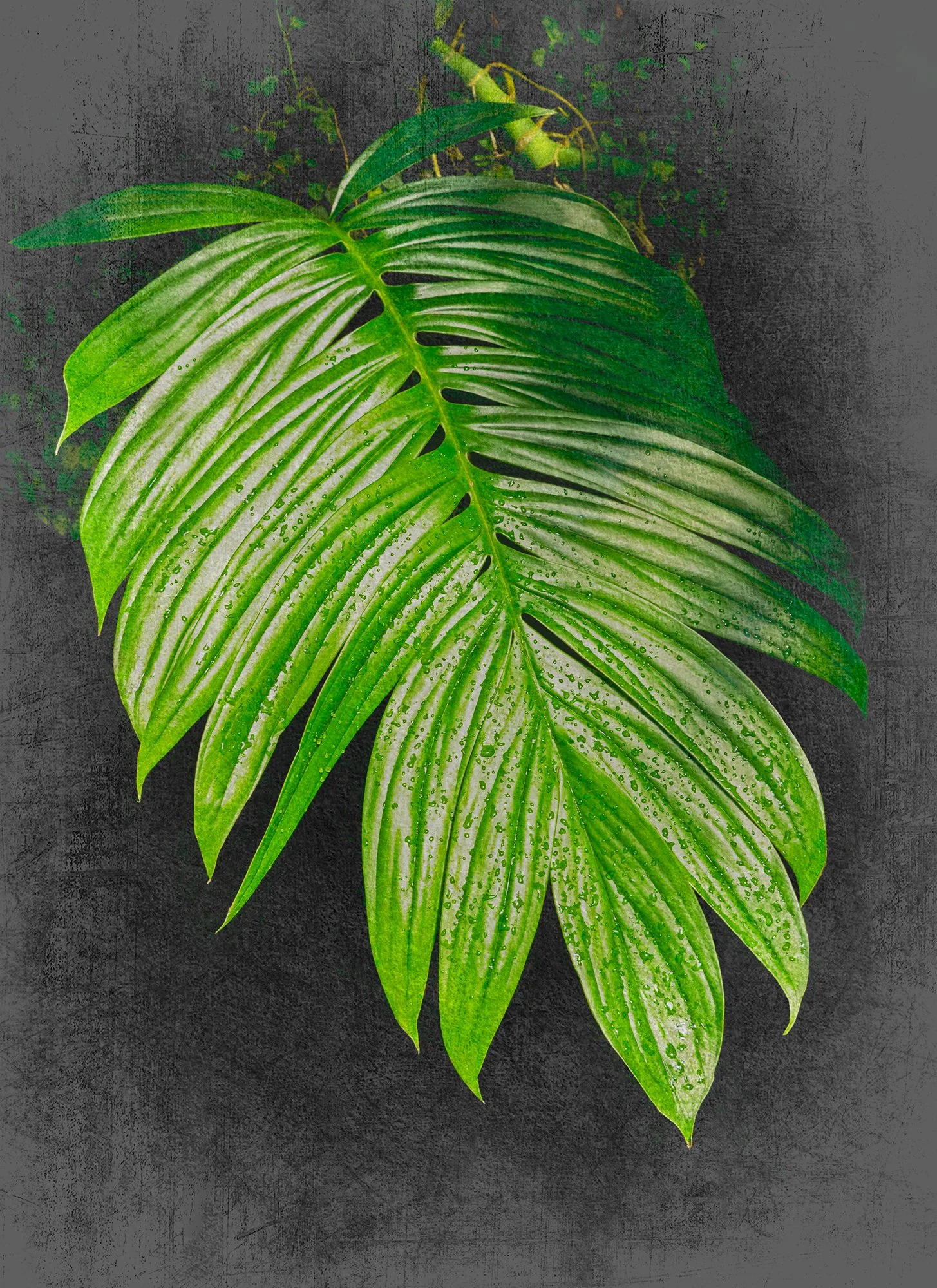 115_Cheilanthes-Sinuata_1070564_Surface_0574_©AndySotiriou2020.jpg