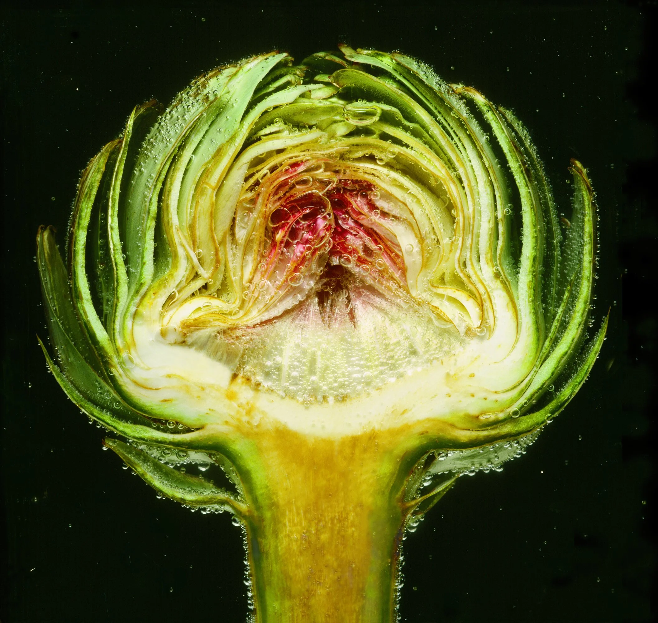 230_Artichoke_©AndySotiriou2020.jpg