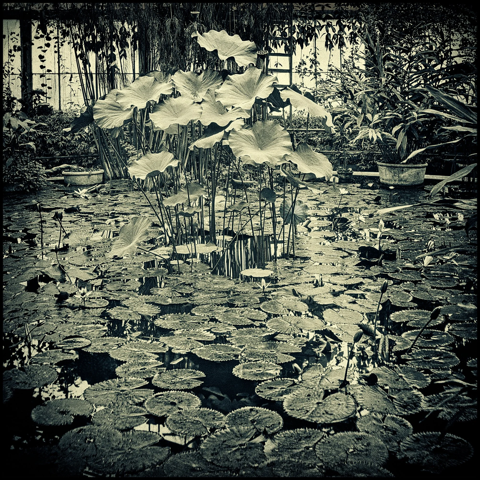 060_Kew_greenhouse_se020_tone3_ceb-w_©AndySotiriou1986.jpg