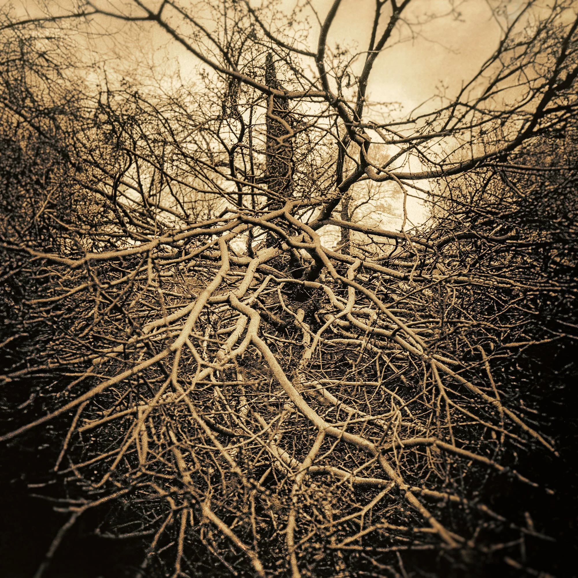 047_Lightning-tree_3_Broomfield-Park_Roll51_ev10v4v2_©AndySotiriou2025.jpg