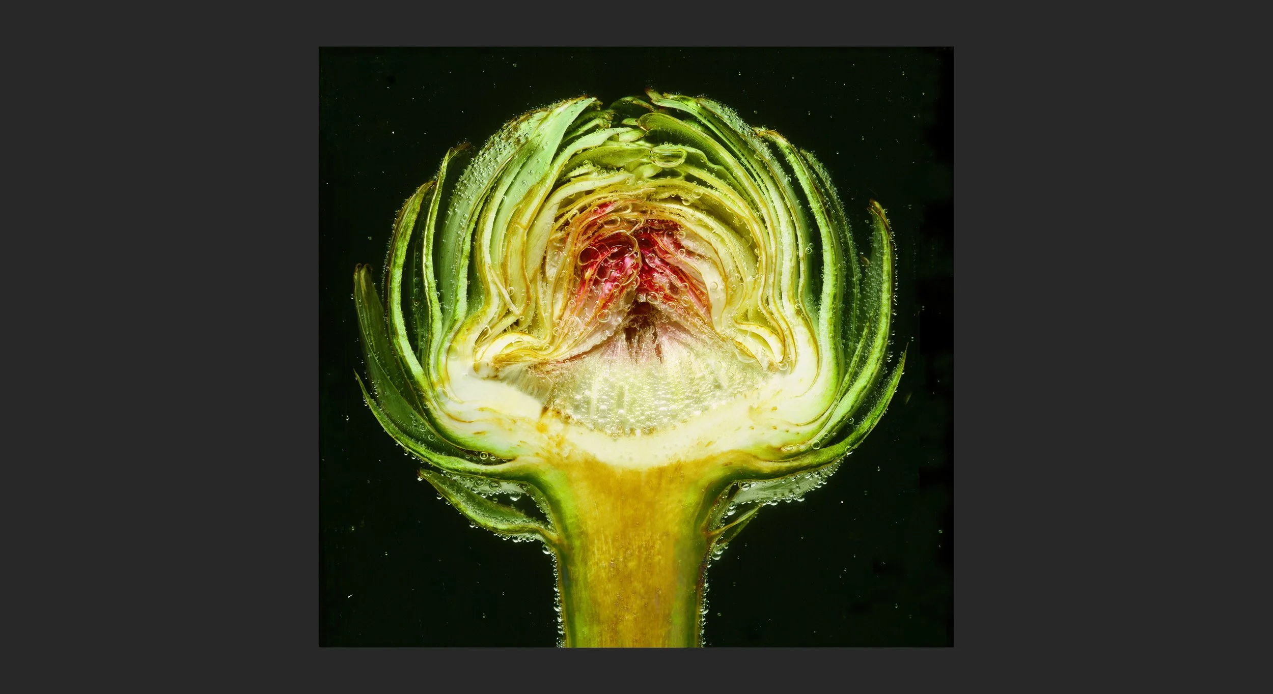 __116_Artichoke_©AndySotiriou2020.jpg