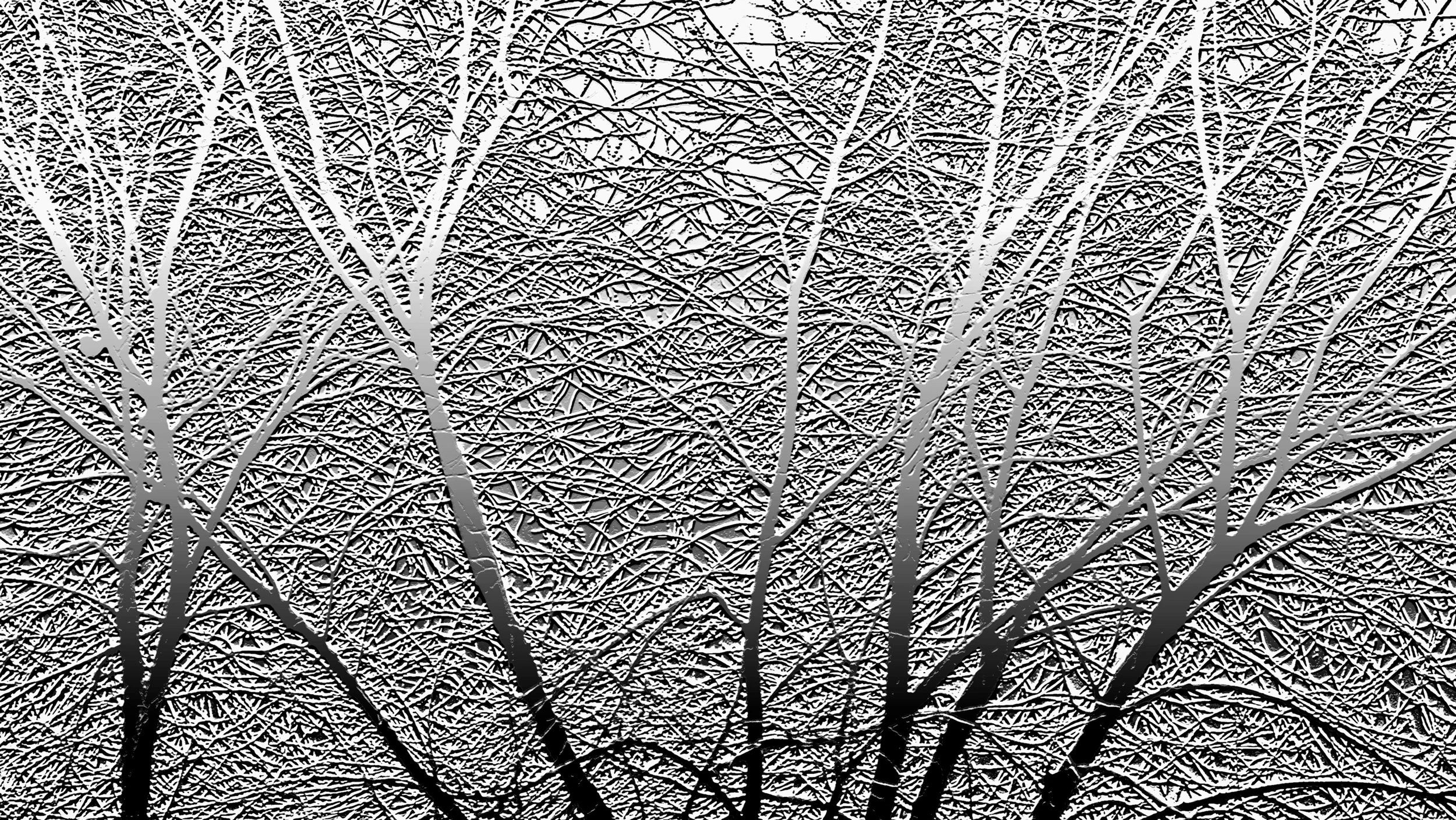 260_Bare_trees_Winter trees_bas_relief_©AndySotiriou2004.jpg