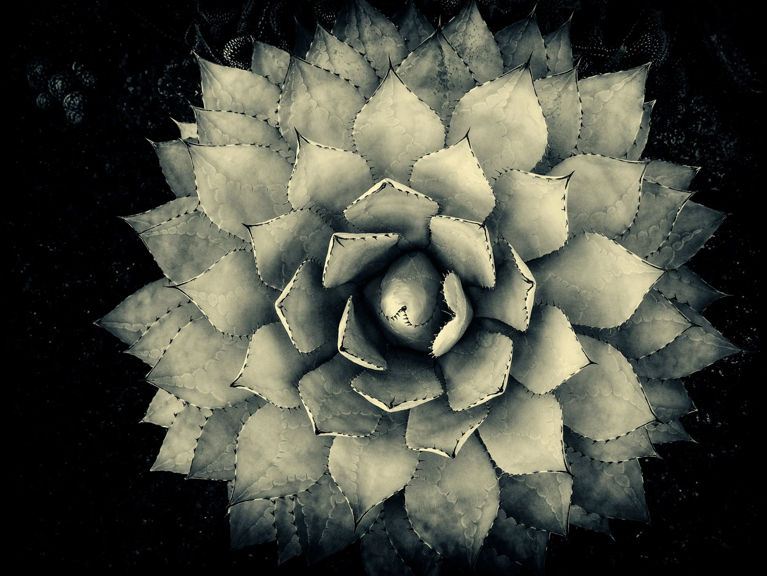 210_Agave-Parrasana_P1010478_©AndySotiriou2020.jpg