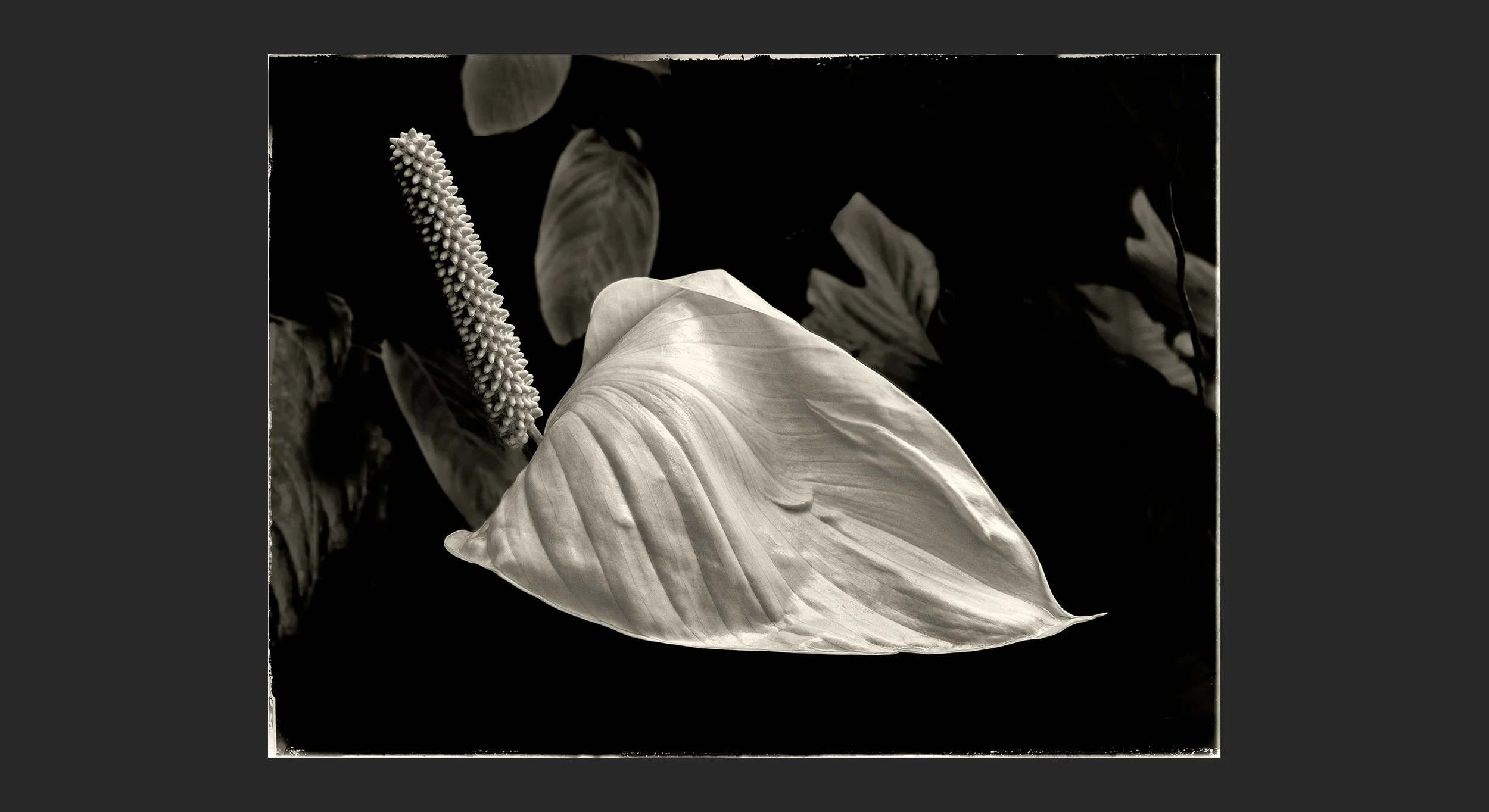 __108_Peace Lily_Spathiphyllum-wallisii_LG94494_©AndySotiriou2021.jpg