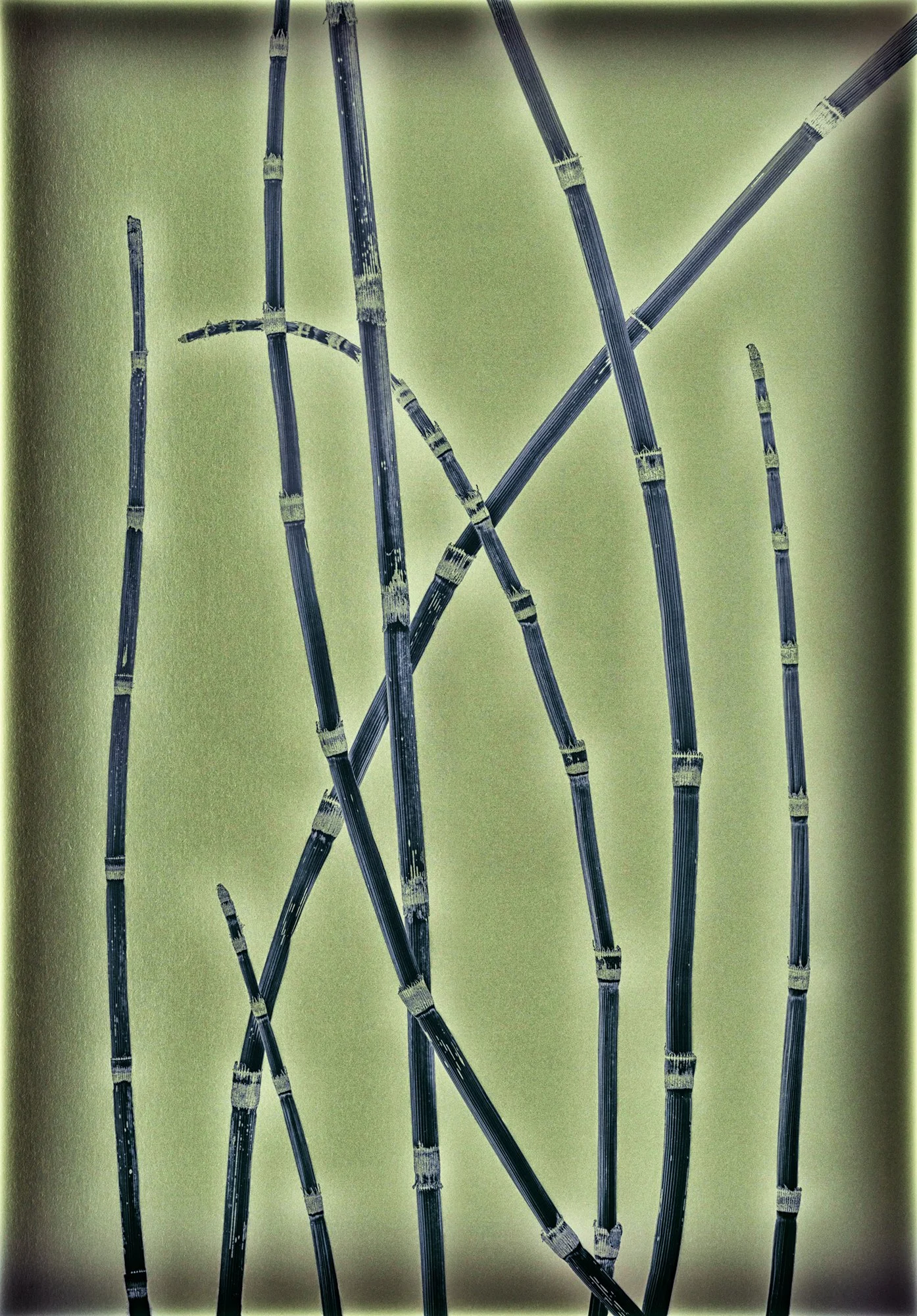 155_Horsetail-Reed_Equisetum-hyemale_DSC5283_AndySotiriou2020.jpg
