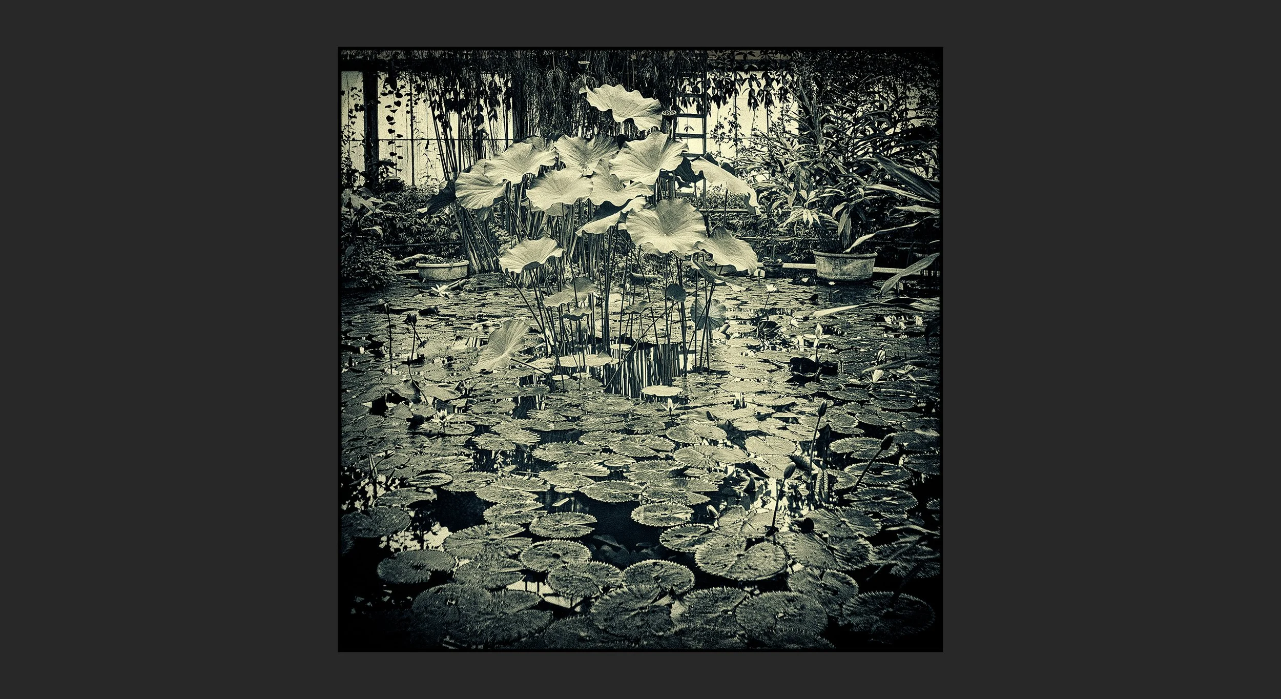 050_Kew_greenhouse_se020_tone3_ceb-w_s_©AndySotiriou1986.jpg