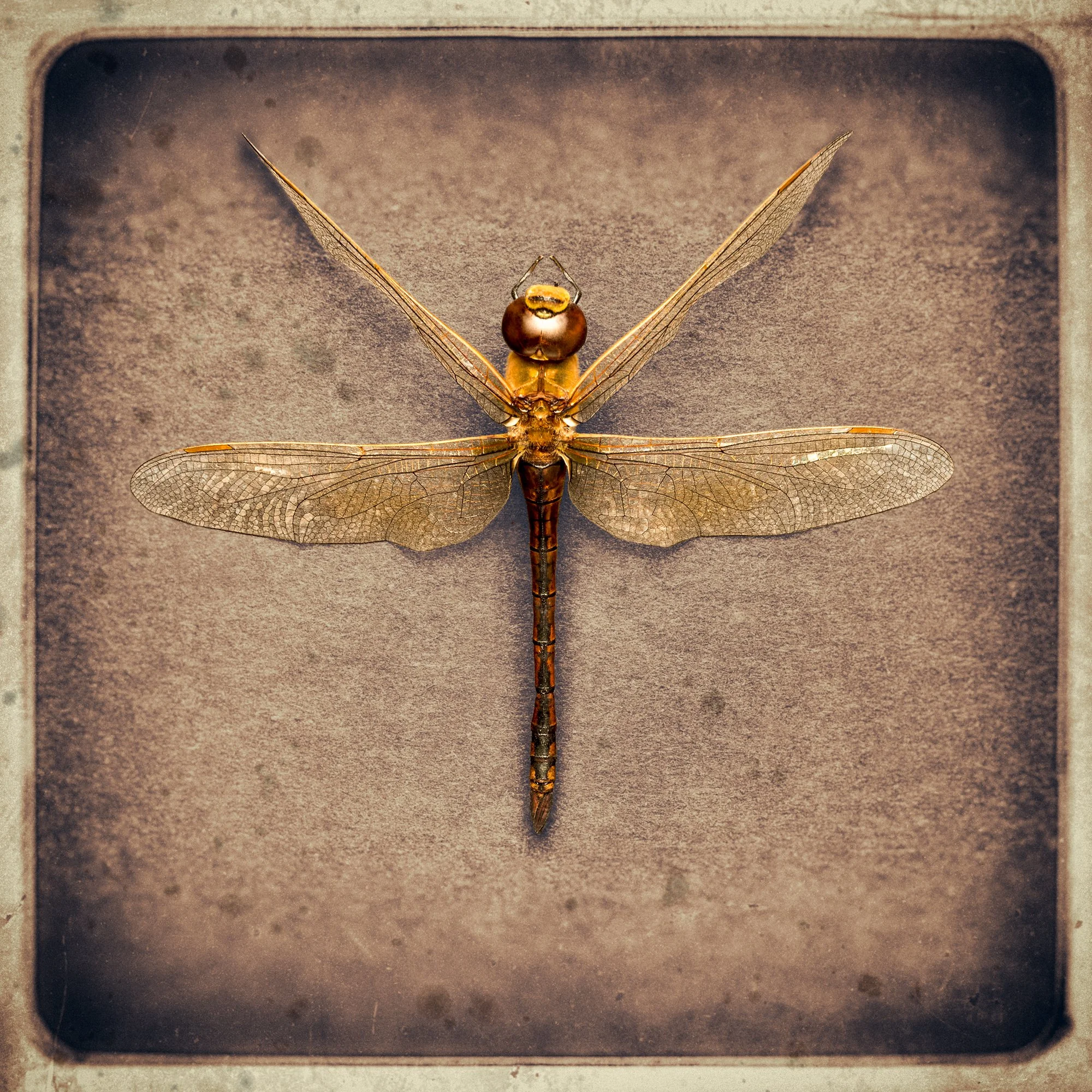 135_Dragonfly_LG90622_v3_©AndySotiriou2020.jpg
