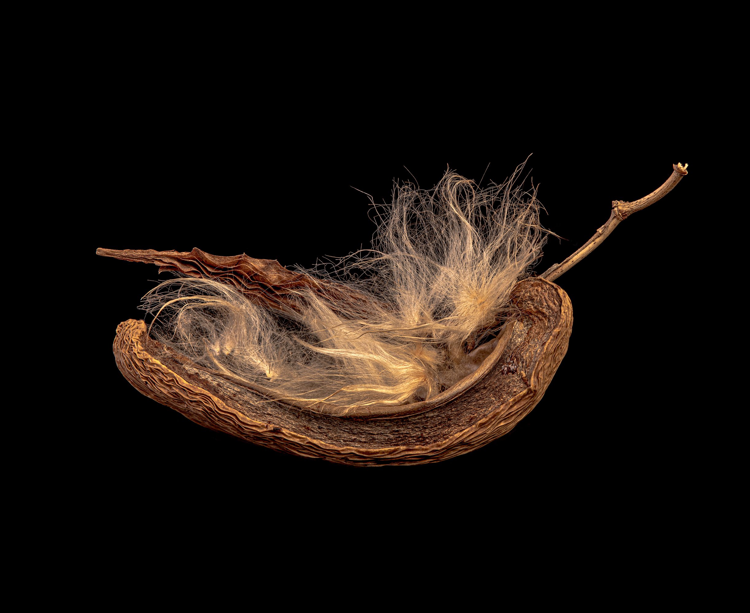 190_Stephanotis Floribunda-seed-pod_DSC5199_©AndySotiriou2020.jpg