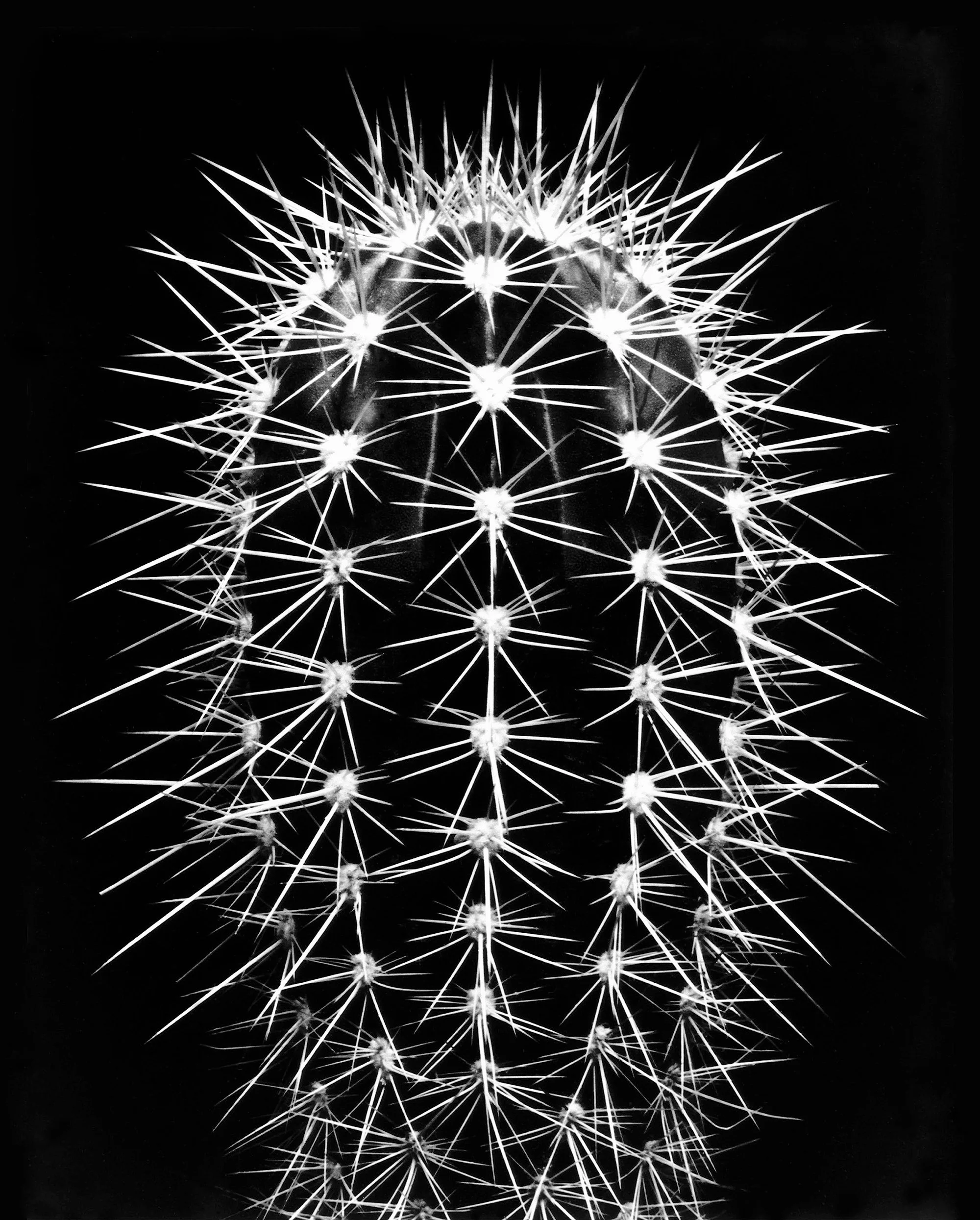 085_Cactus_White-on-black_©AndySotiriou2020.jpg