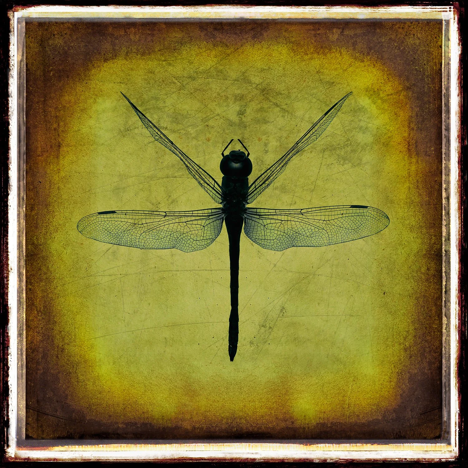 x150_Dragonfly_#02_DSC4837_©AndySotiriou2020.jpg