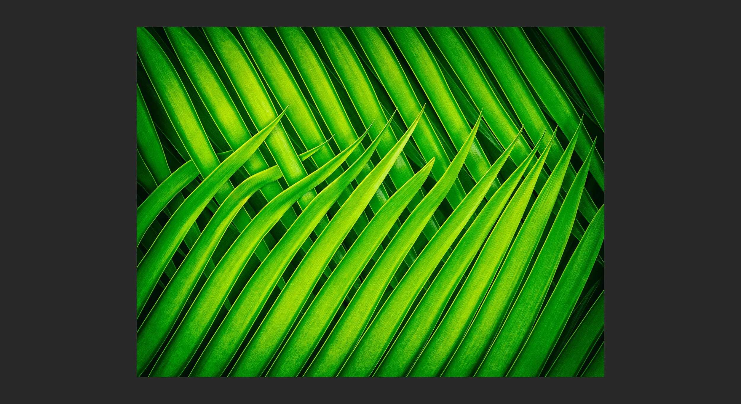 __113_Encephalartos trispinosus_LG94477_©AndySotiriou2021.jpg