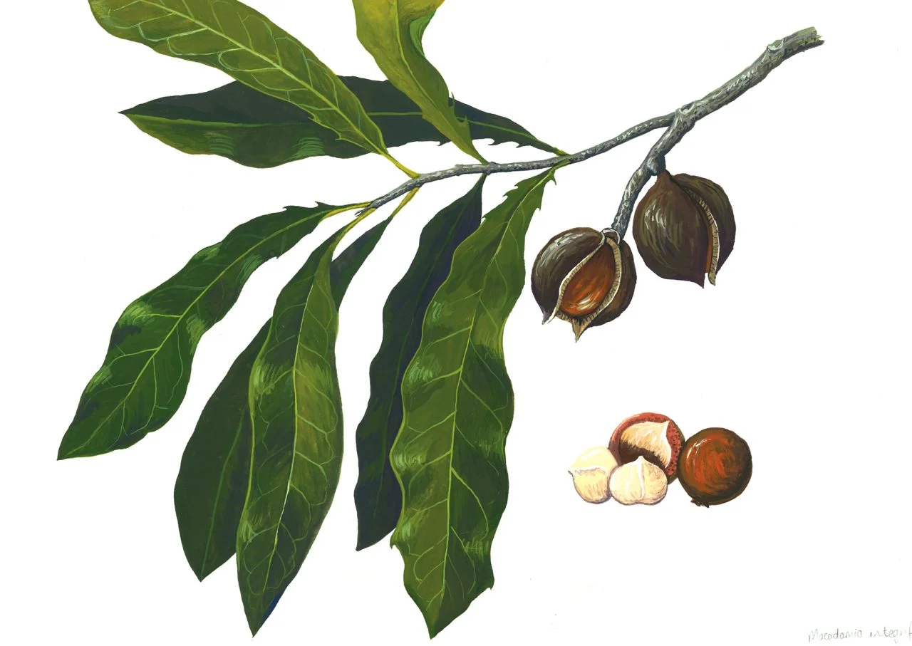 Macadamia