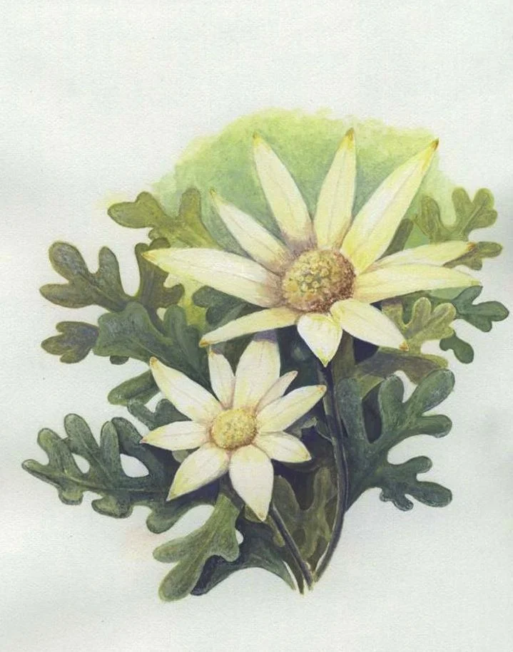 Flannel flower                                                                   (Actinotus helianthi)