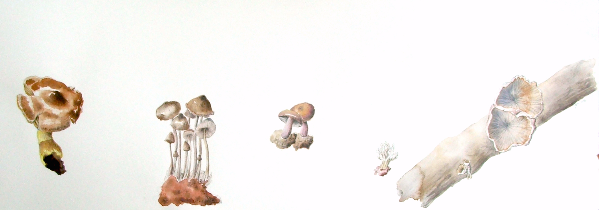 Mushrooms of east coast NSW