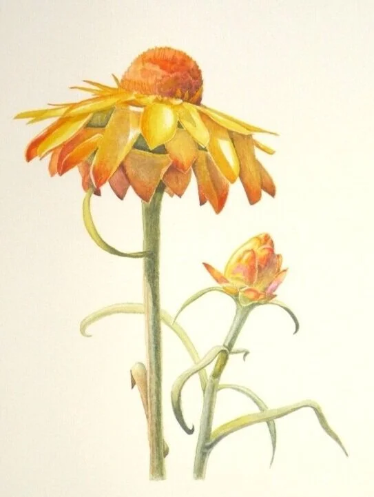 Golden everlasting daisy                                           (Xerochrysum bracteatum)