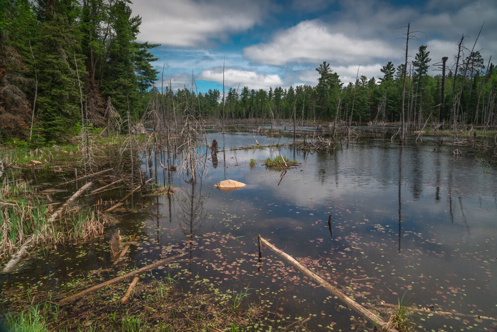 A marsh land in southern Algonquin, Sand Gate on the way to Barron Canyon.