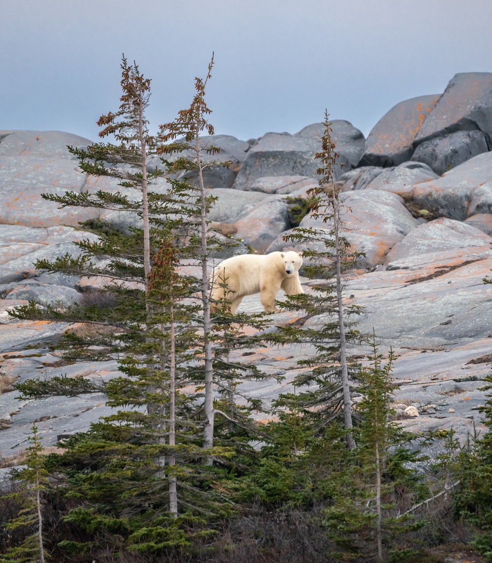 Male polar bear