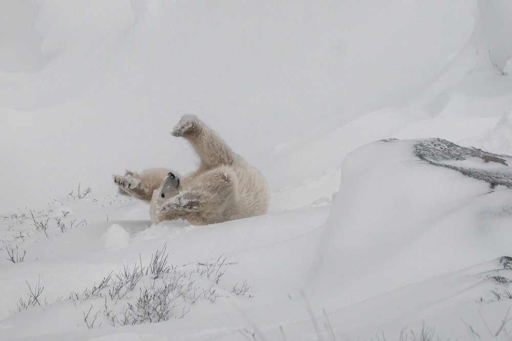 Young female polar bear playing in the snow at Bird Cove.
