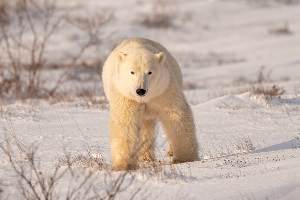 Polar bear, wandering around.