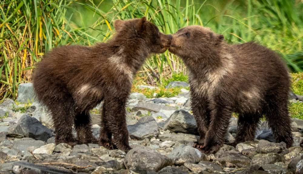 These two tiny cubs in Geograph Bay were very affectionate