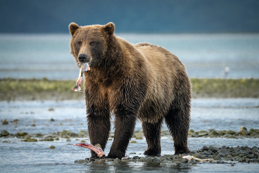 An extremely handsome bear in Kukak Bay