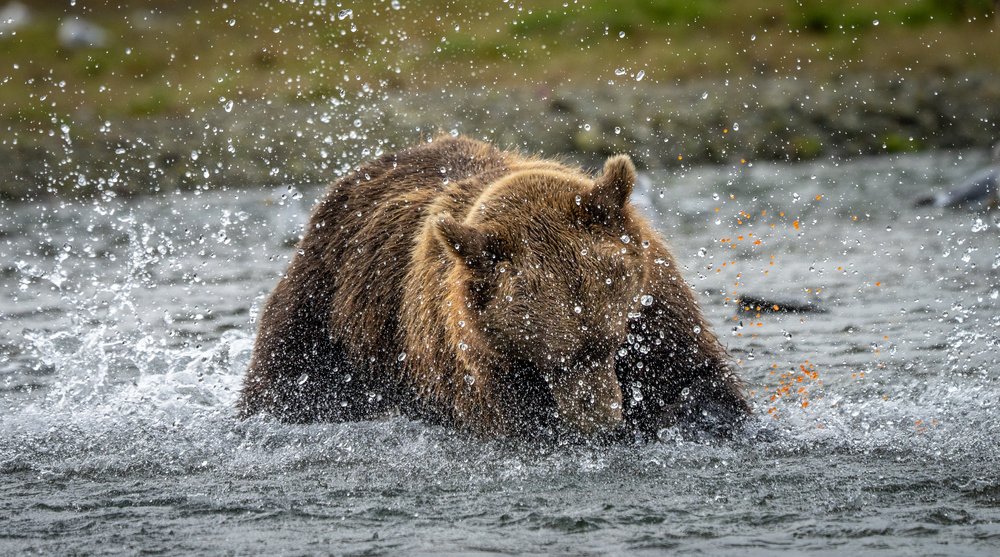 Salmon roe flies everywhere as the bear sinks his teeth into the tasy snack.