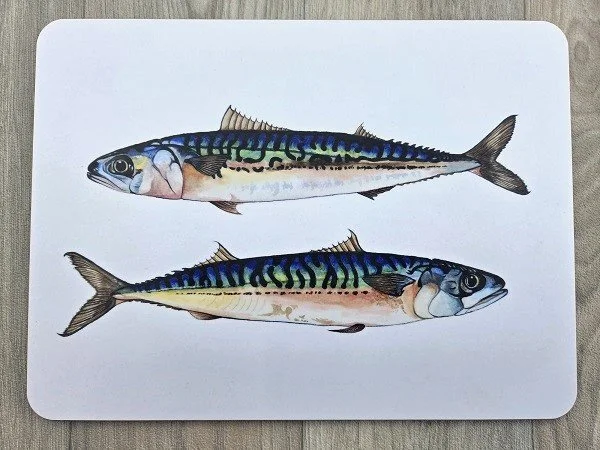 new 2026 mackerel placematt.jpg
