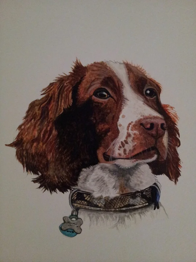 Springer Spaniel