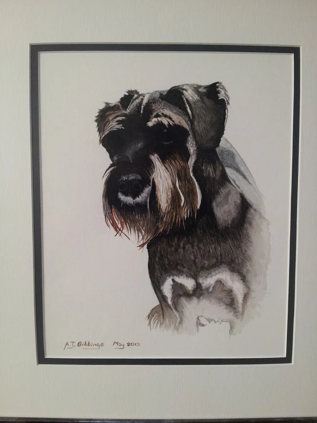 Schnauzer