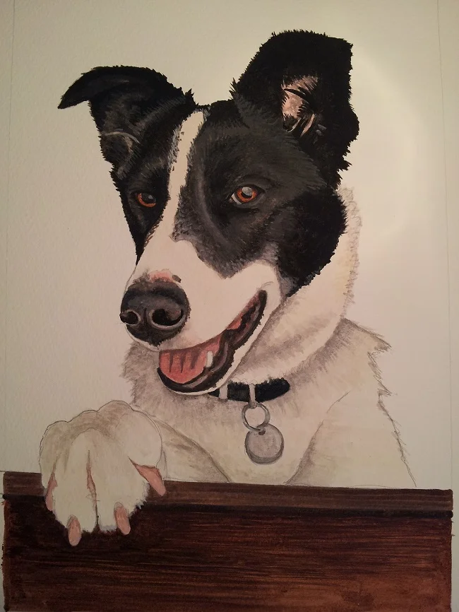 Border Collie